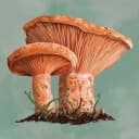 Mycelia The Board Game MOD APK icon