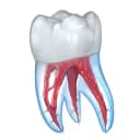 Dental 3D Illustrations MOD APK icon
